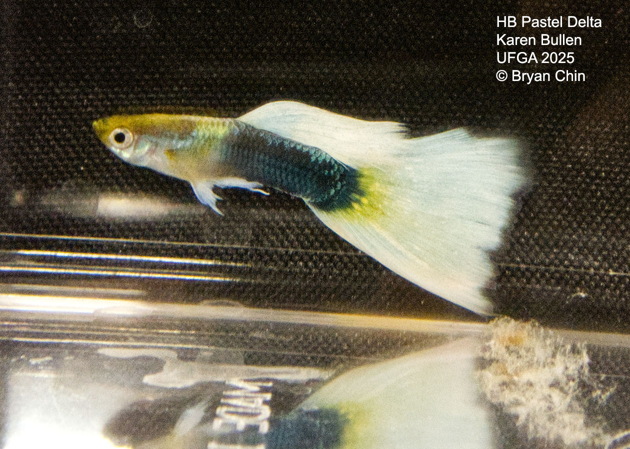 Guppy HB Pastel